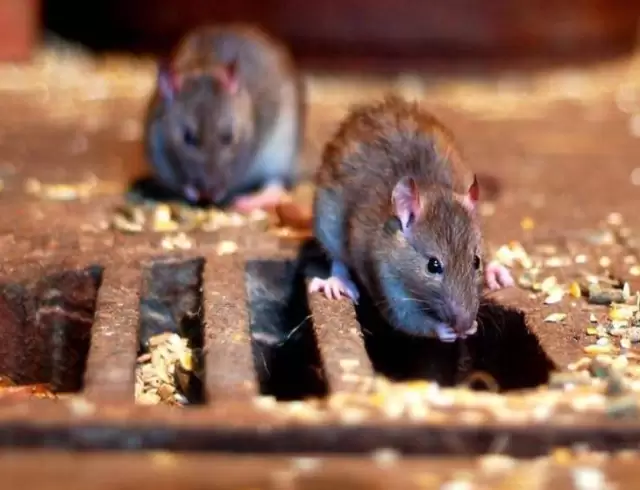 Уничтожение крыс и мышей