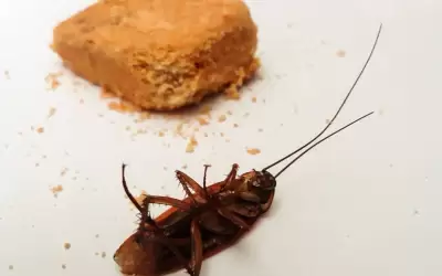 Химический метод уничтожения тараканов